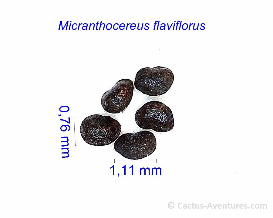 Micranthocereus flaviflorus GC
